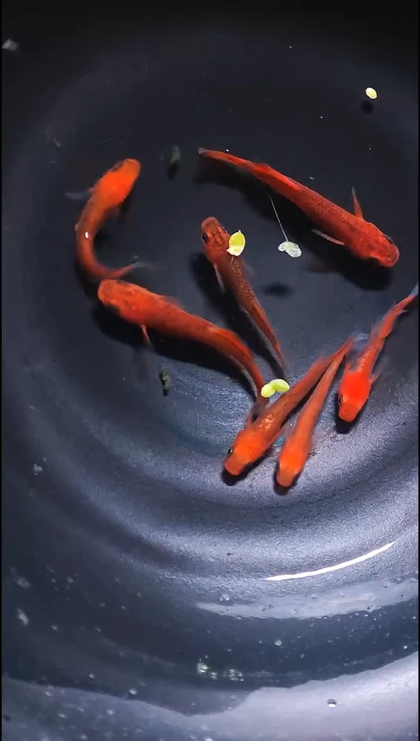 青鳉鱼观背青鳉026