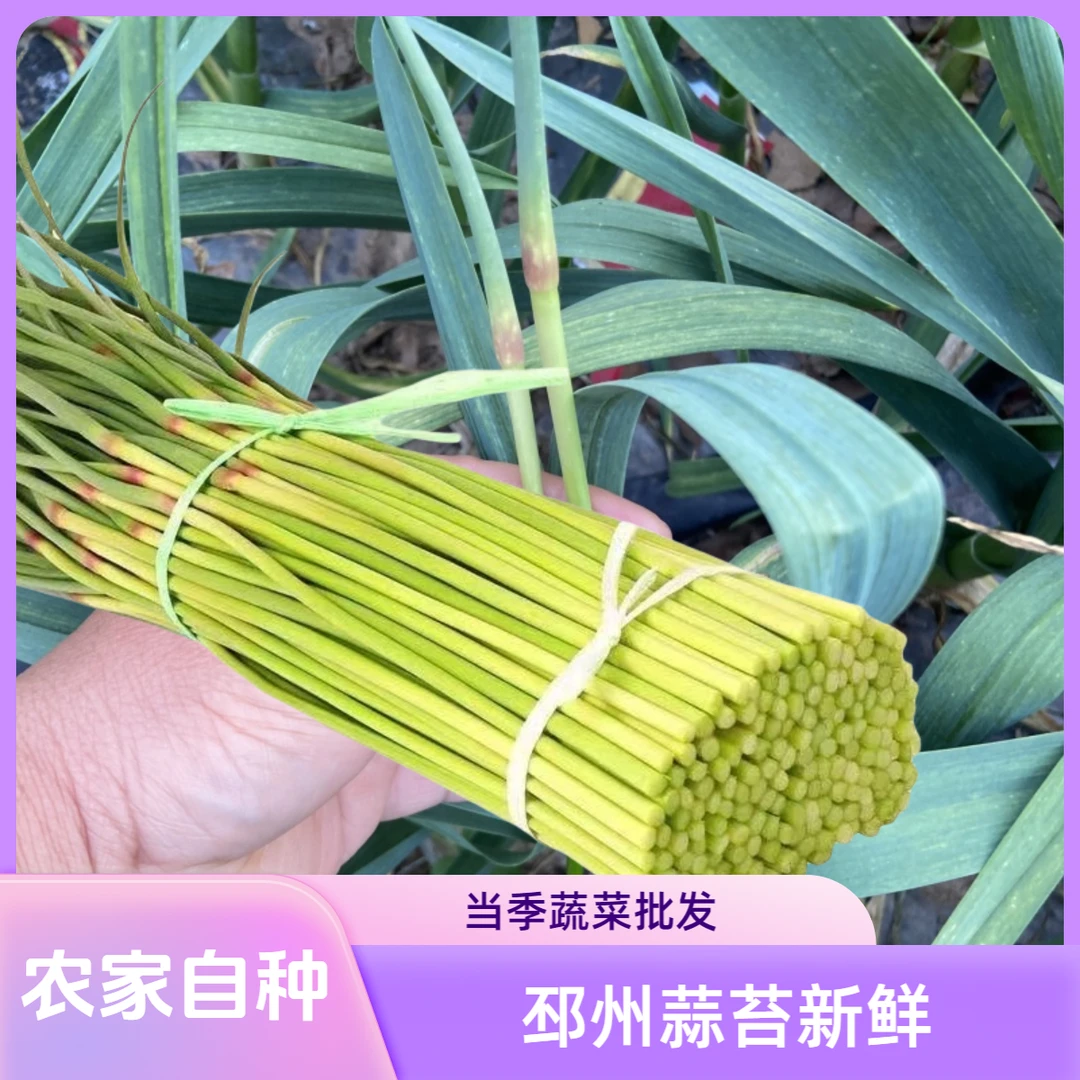 11邳州产地直发5斤批发新鲜蒜苔嫩蒜薹红帽自种当季蔬菜速摘速发
