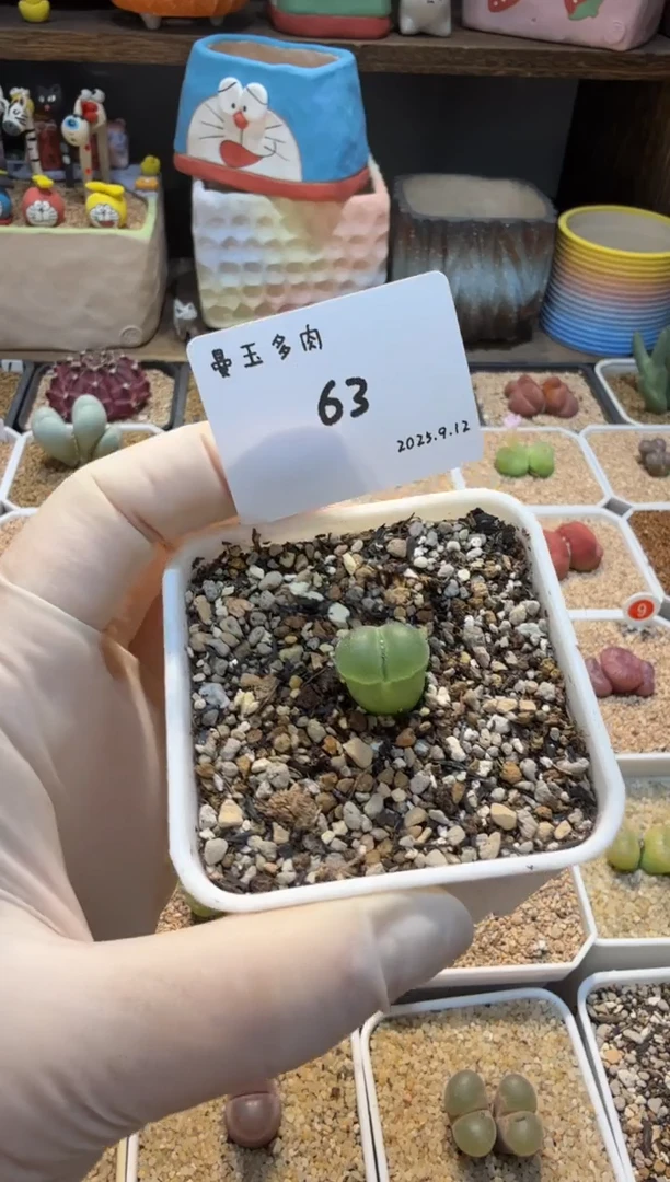 蛋*25.9.12-63多肉