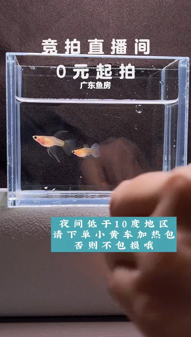 孔雀鱼黄肉蓝礼服玻璃猫C一对编号87