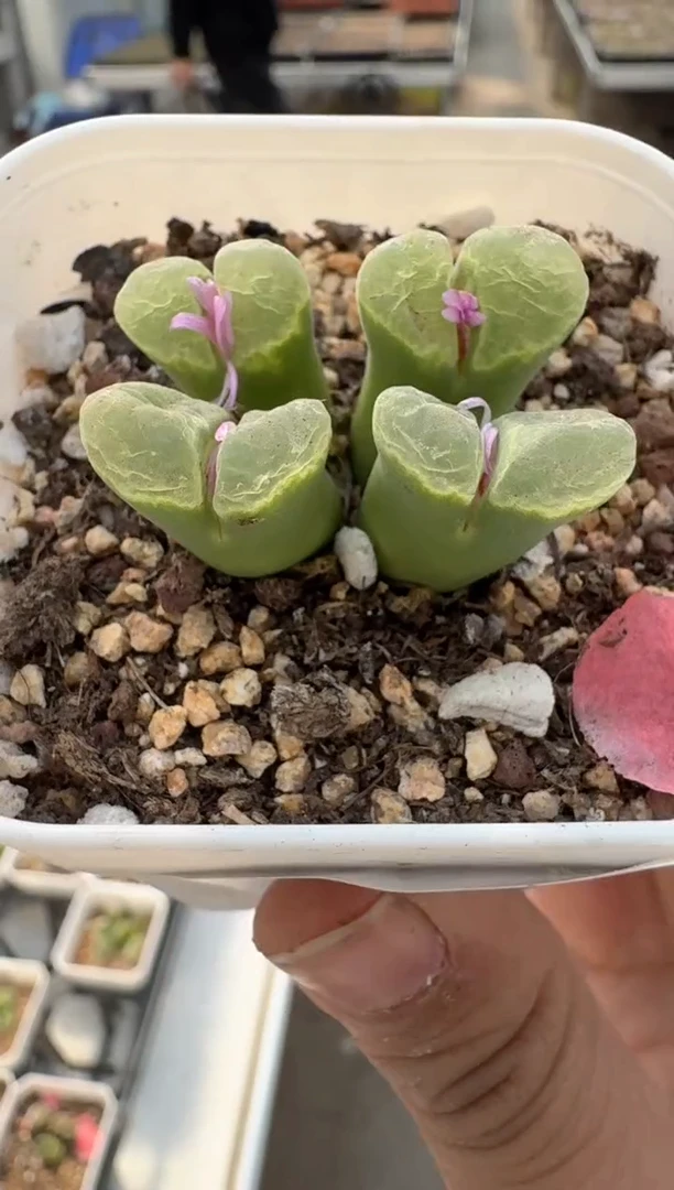 多肉植物肉锥23-35
