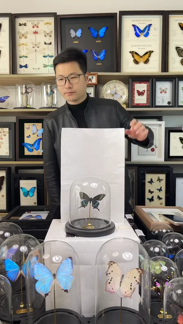 绿带翠凤蝶（春）小号玻璃罩