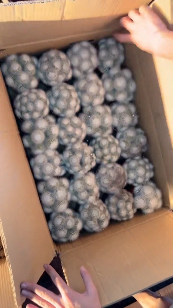 白小丁 群生【带根】