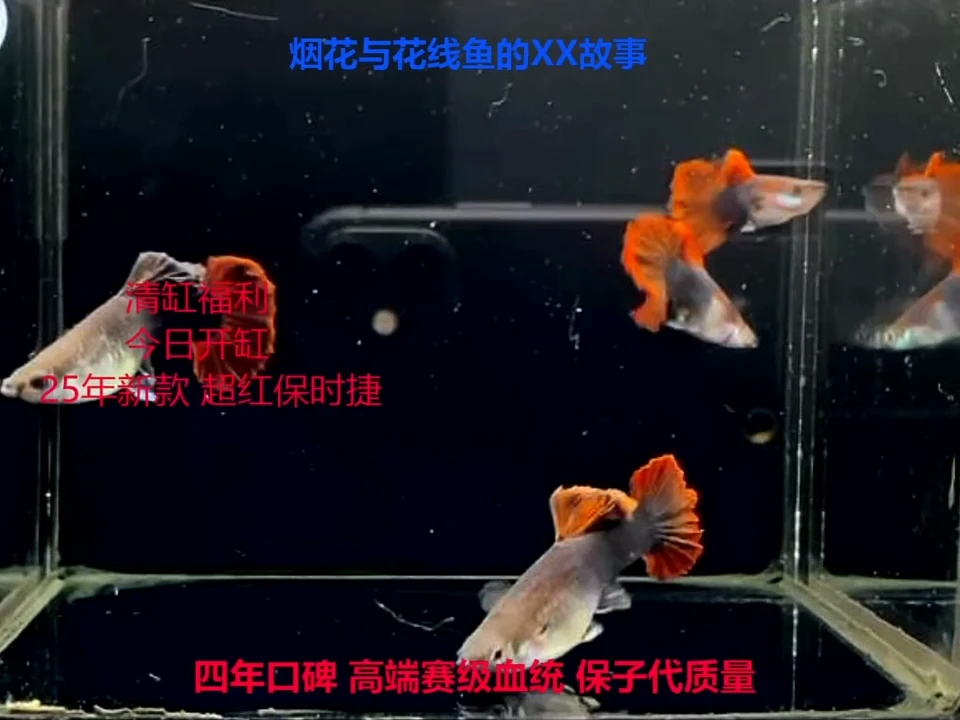 孔雀鱼花线牡丹亚成精品微破损体验2对