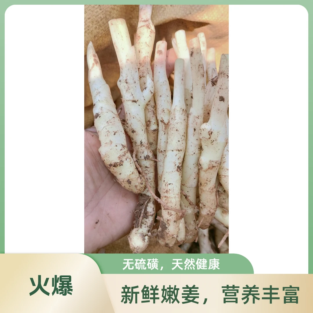 四川现挖新鲜嫩姜【竹节大姜】