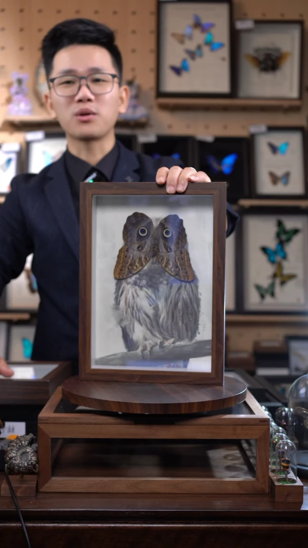 猫头鹰环蝶猫头鹰版A4复古框