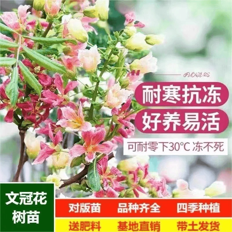 文冠花庭院盆栽浓香型树苗室内阳台观赏耐寒耐旱四季好养植物优良