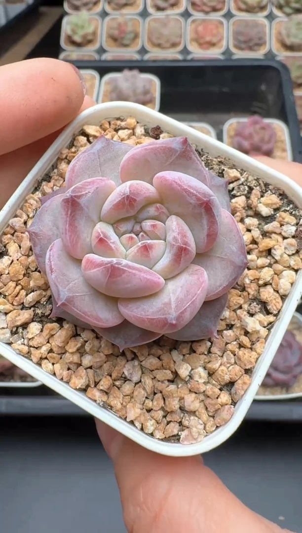 【闪购商品】280号一物一拍珍妮多肉花卉植物3颗起发