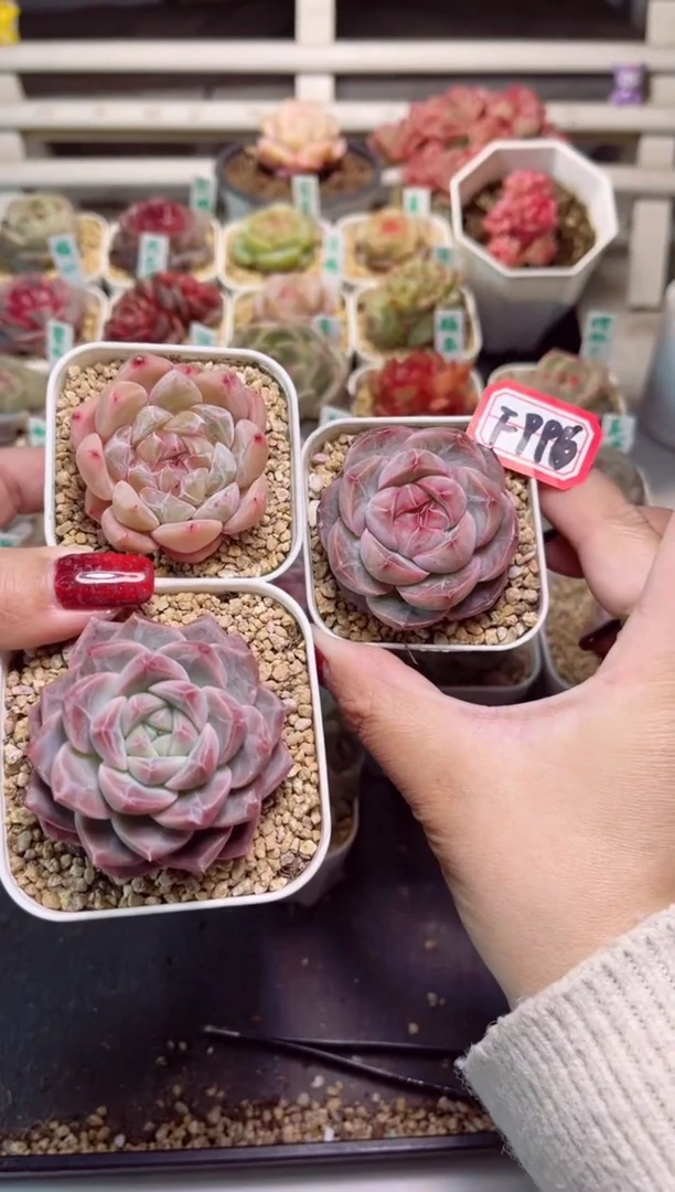 【闪购商品】F996钻石珍妮紫瞳和井中月