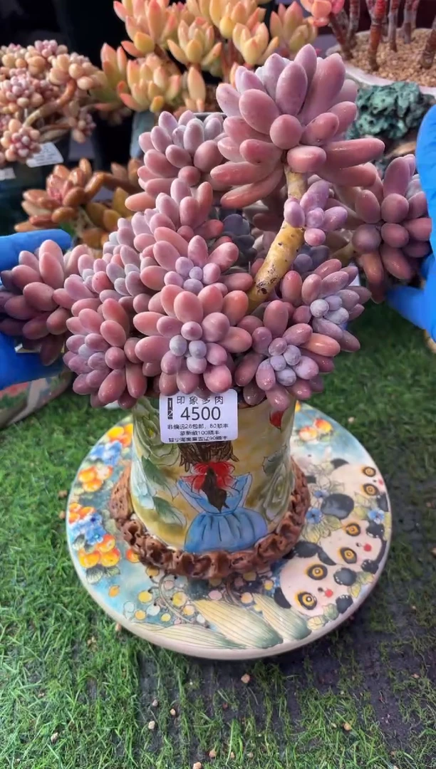 昆明印象多肉4500