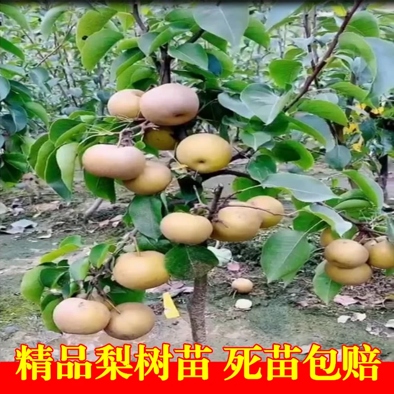 梨树果苗嫁接苗翠冠梨树丰水梨子树地栽当年结果梨树苗果树