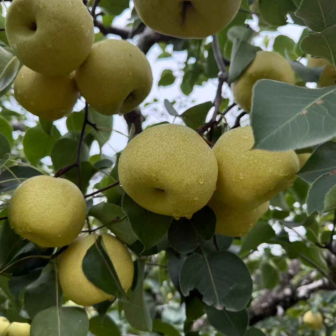 山西黄金蜜梨4.8斤净（顺丰）