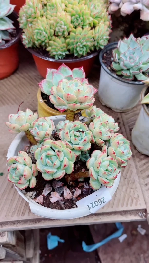 贰*26021多肉植物一物一拍