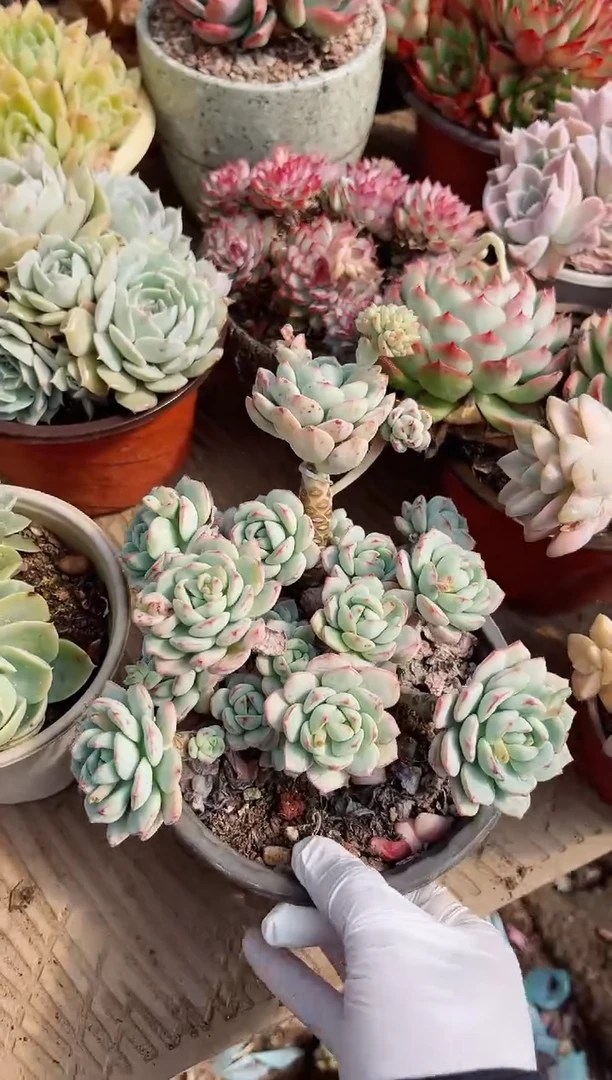 【闪购商品】02542