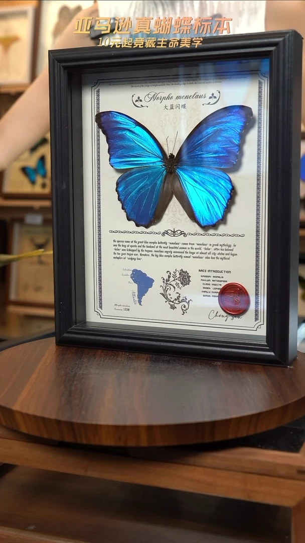 大蓝闪蝶豪华版10寸欧式框（带证书）