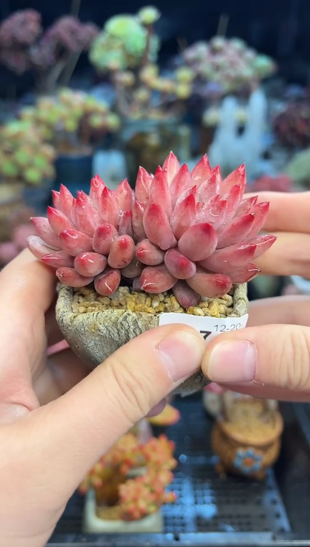【闪购商品】907不带盆