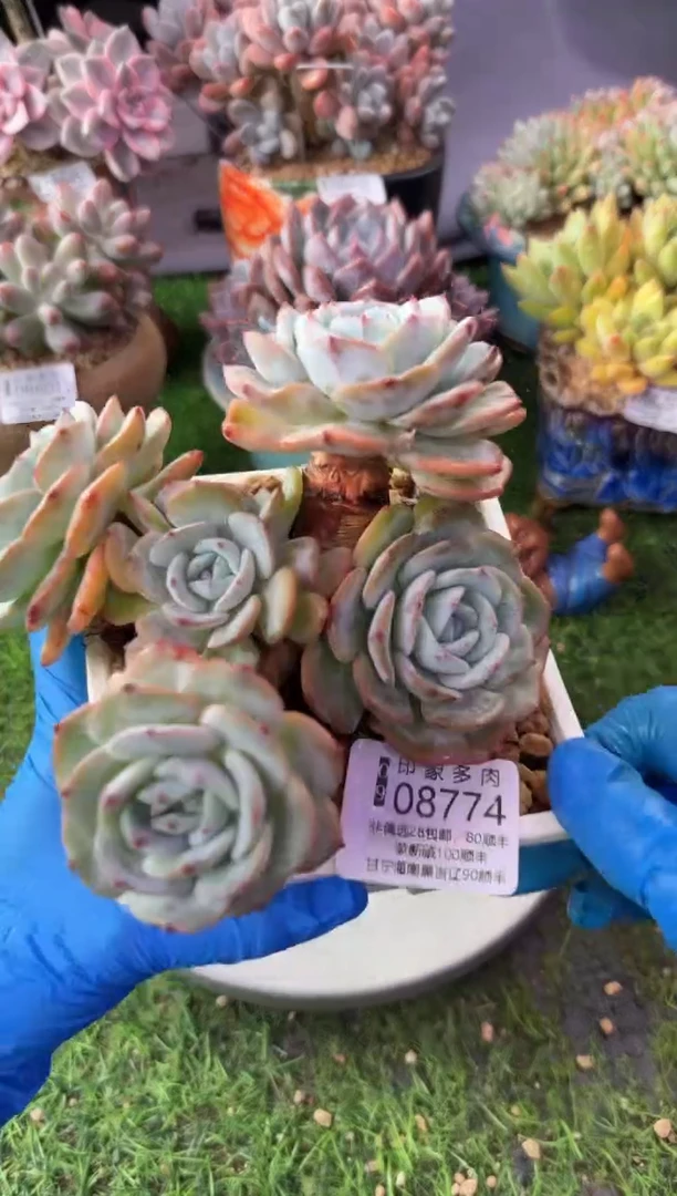 昆明印象多肉08774