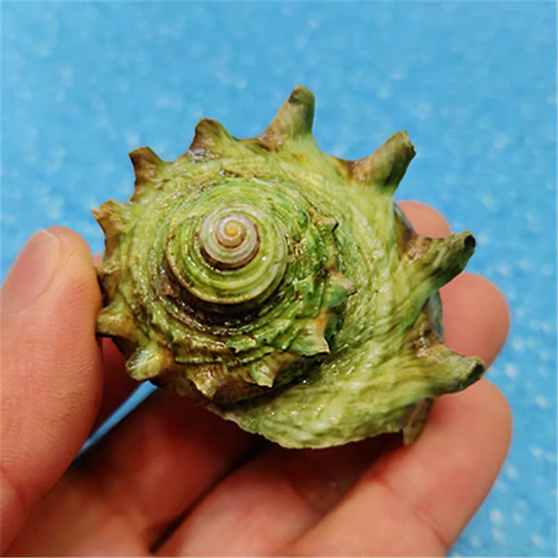 角蝾螺尺寸螺总长6.5-7厘米，口径3-3.5厘米，寄居蟹替换摆件收藏