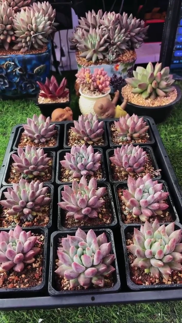 单头红蜻蜓拍一发二