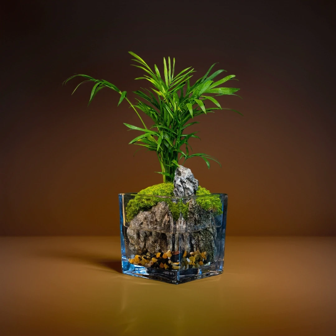 袖珍椰子-成品创意绿植景观10*10cm