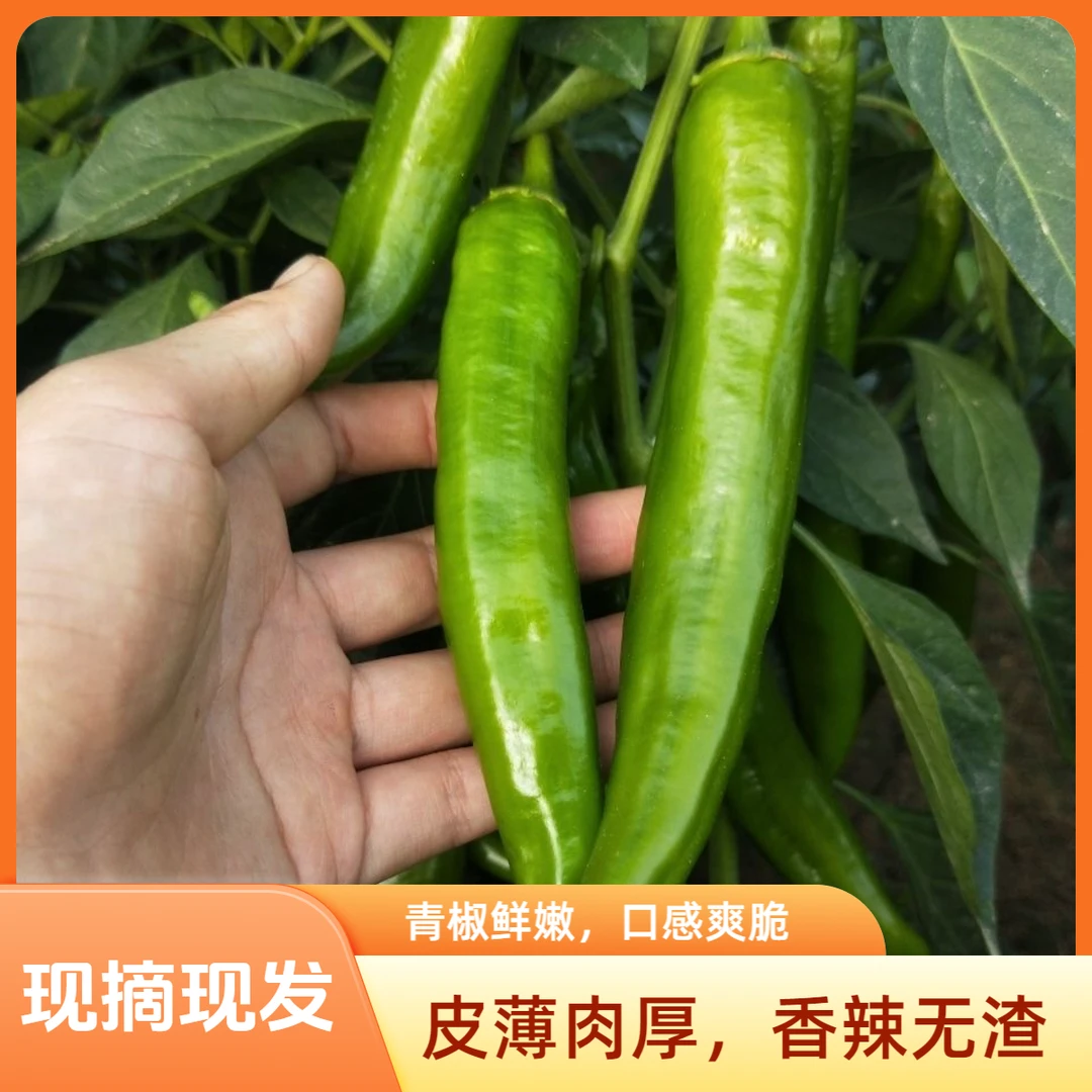 【现摘现发】河南农家自种牛角椒羊角椒皮薄肉厚虎皮辣椒辣椒炒肉