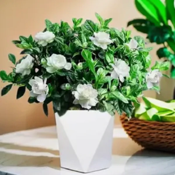 【栀子花】盆栽花卉植物带花苞内外阳台绿植浓香型四季好养美化包