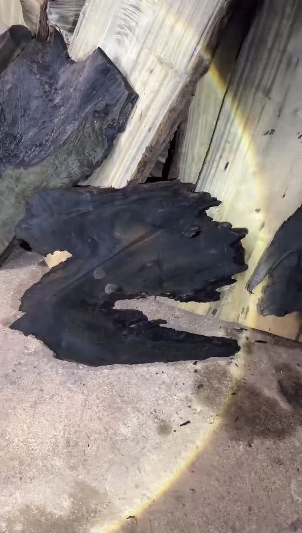 金丝楠小叶桢楠89