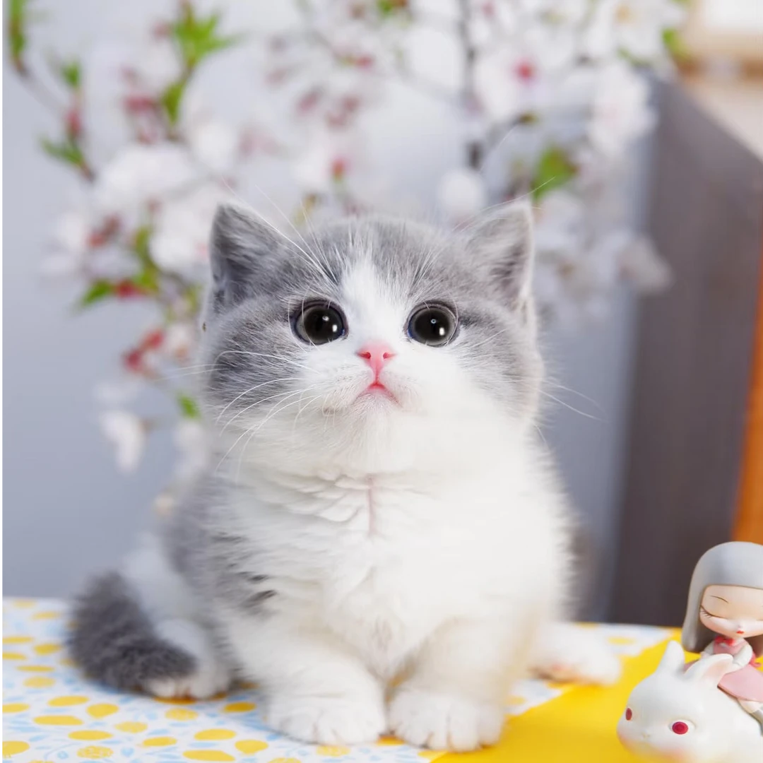 （香香城直播）猫咪活体宠物布偶暹罗德文缅因蓝金渐层幼猫长毛