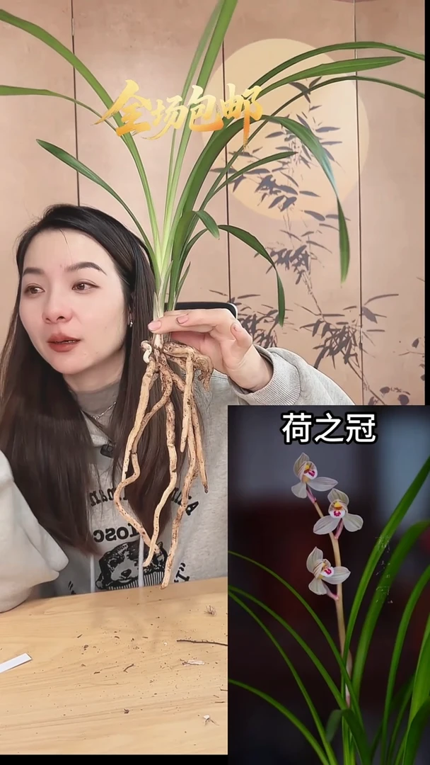 当前无花栽培后可以开花：荷之冠