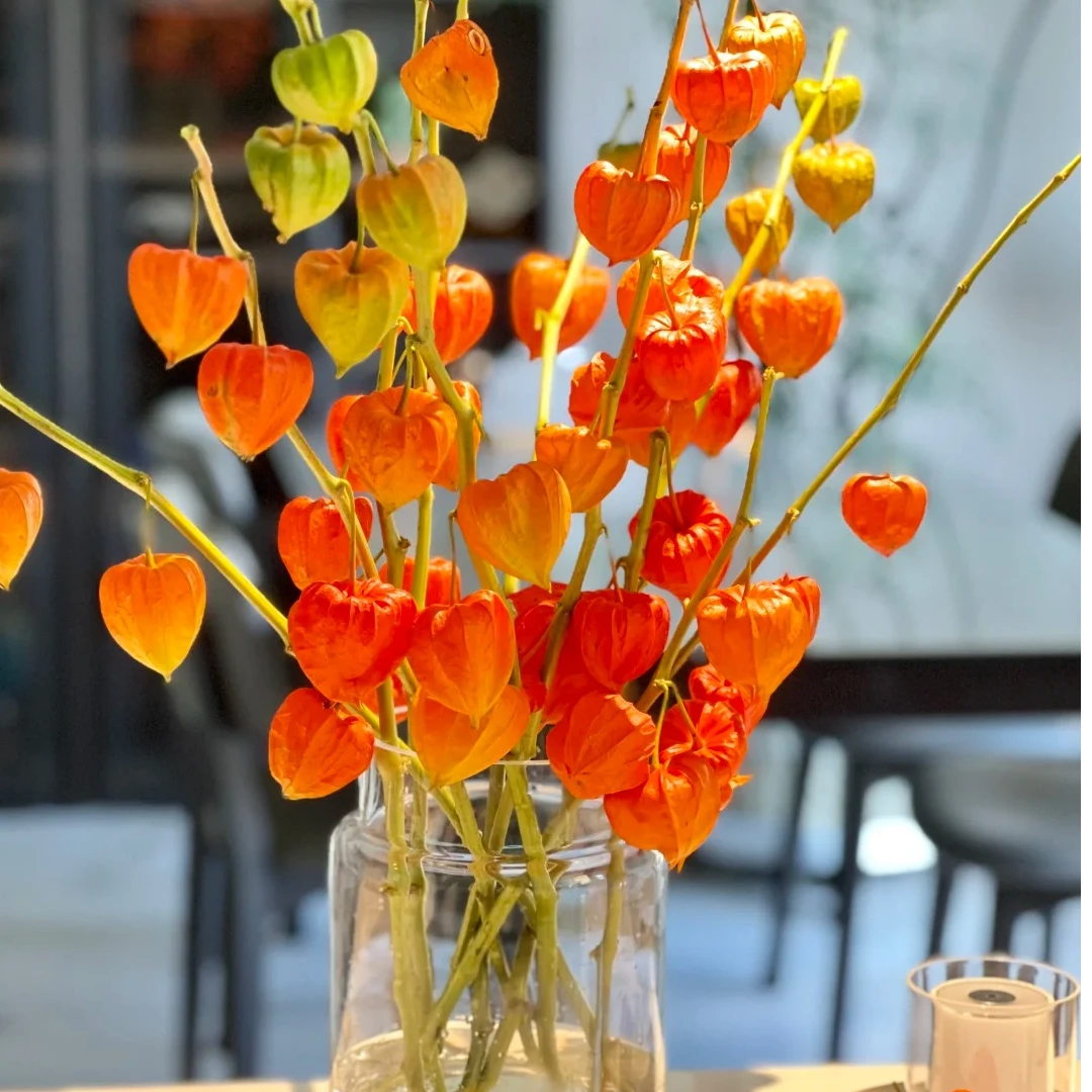 【我种花】酸浆果居家手作居家办公室装饰鲜切花可做干花云南直发