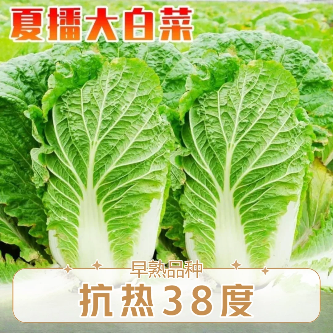 夏阳大白菜种子夏播抗热50天结球白菜种子春夏秋季耐热蔬菜种子