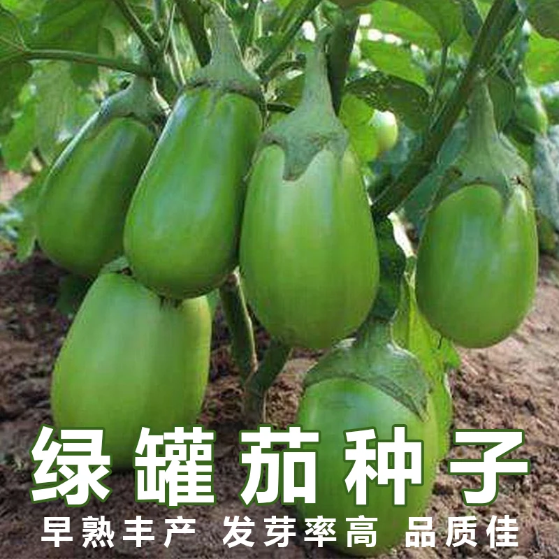 绿罐茄种子茄子种籽高产四季蔬菜种子青茄子绿皮耐寒春季秋菜种子