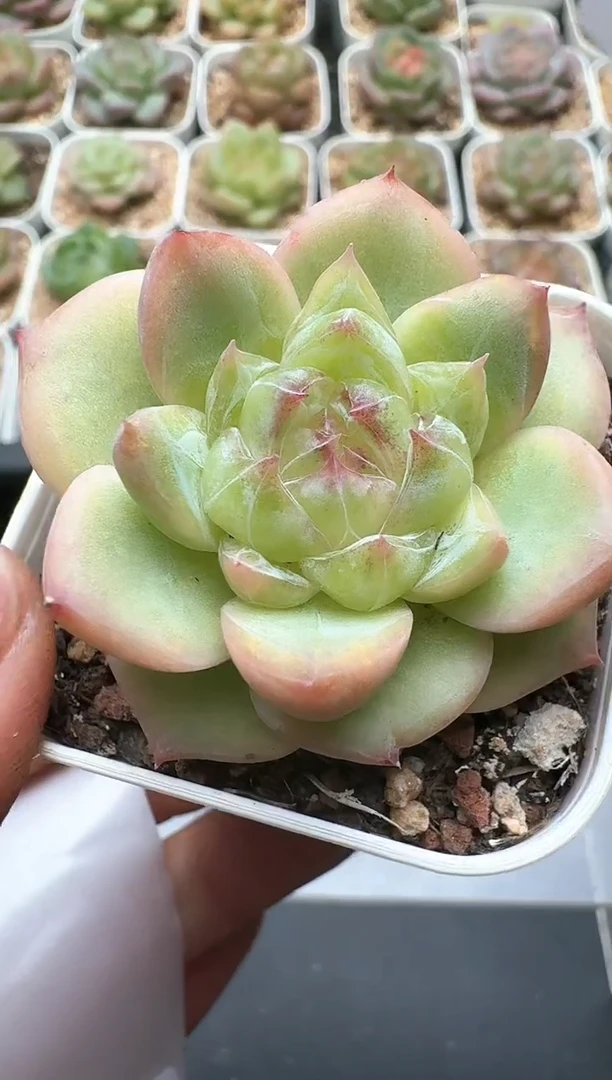 848D云禹多肉植物 带盆土纸巾打包 3颗包邮
