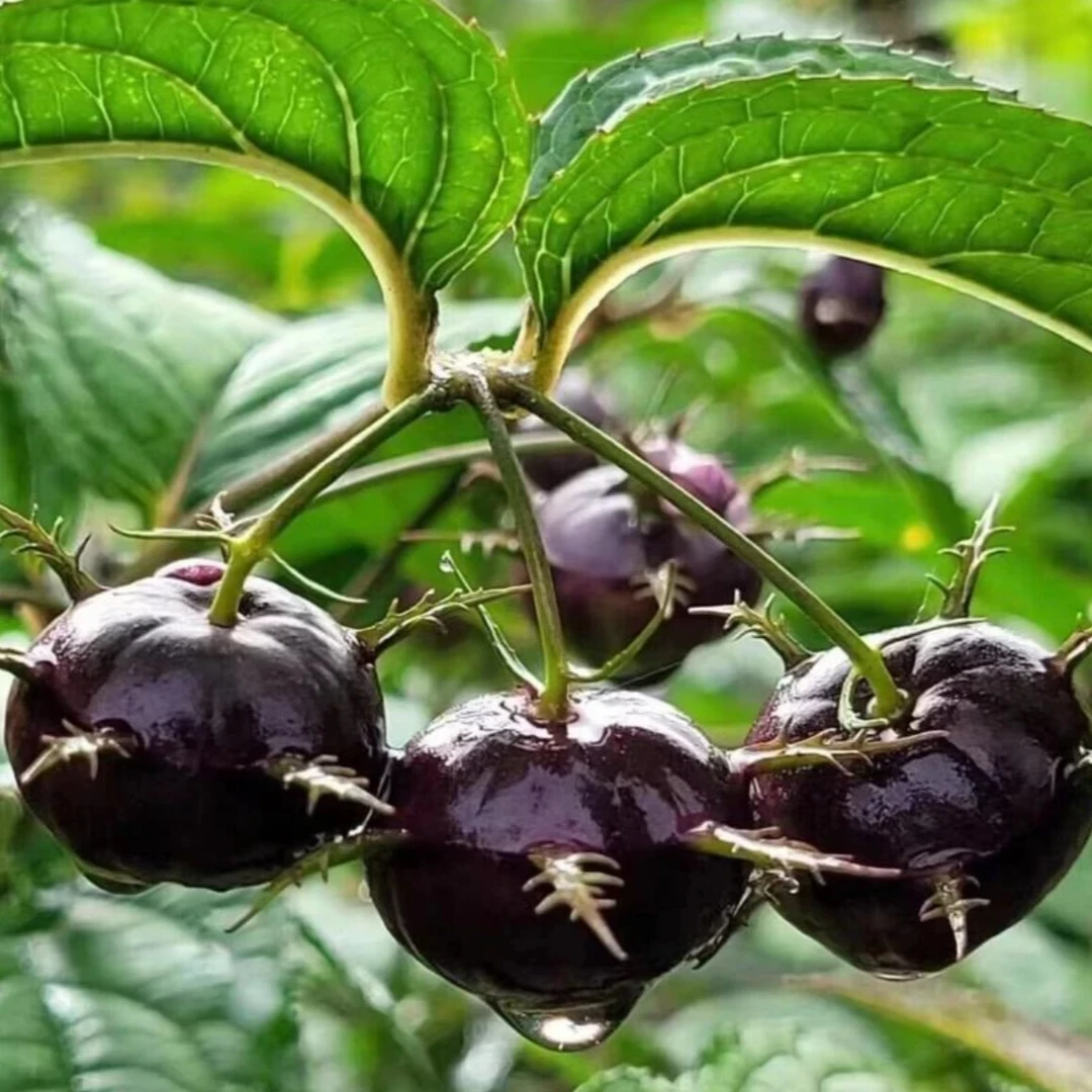 【红果参种子】家庭阳台小院盆栽地栽四季种植