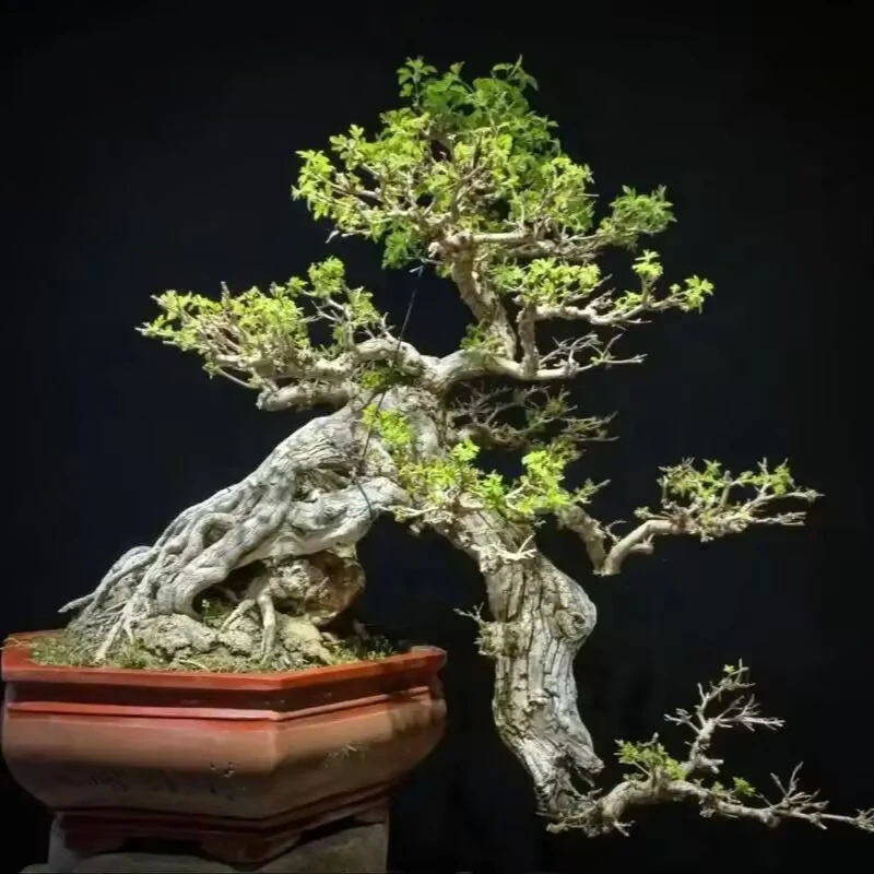 黄荆松柏室内外观赏绿植