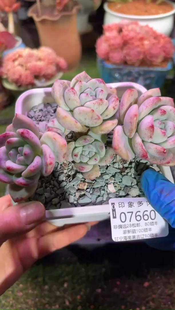 【闪购商品】07660