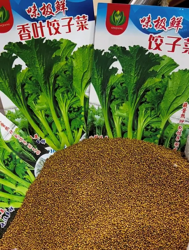 【香叶饺子菜种子】家庭阳台小院盆栽地栽四季种植