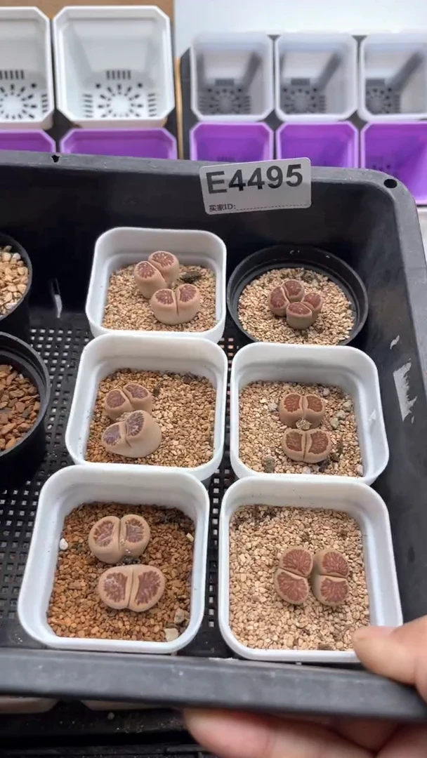 4495直播一物一拍