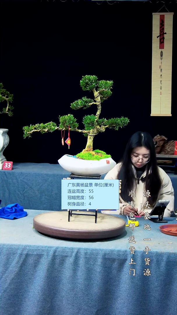 【闪购商品】黄杨盆景高端黄杨盆景