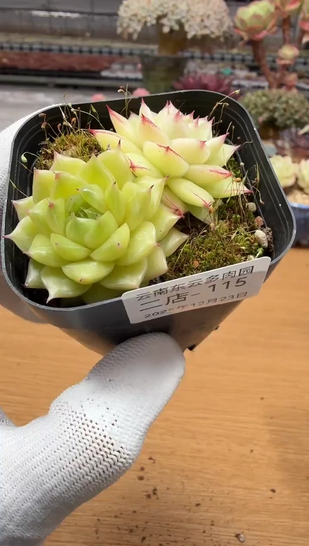 东云多肉园二店-115