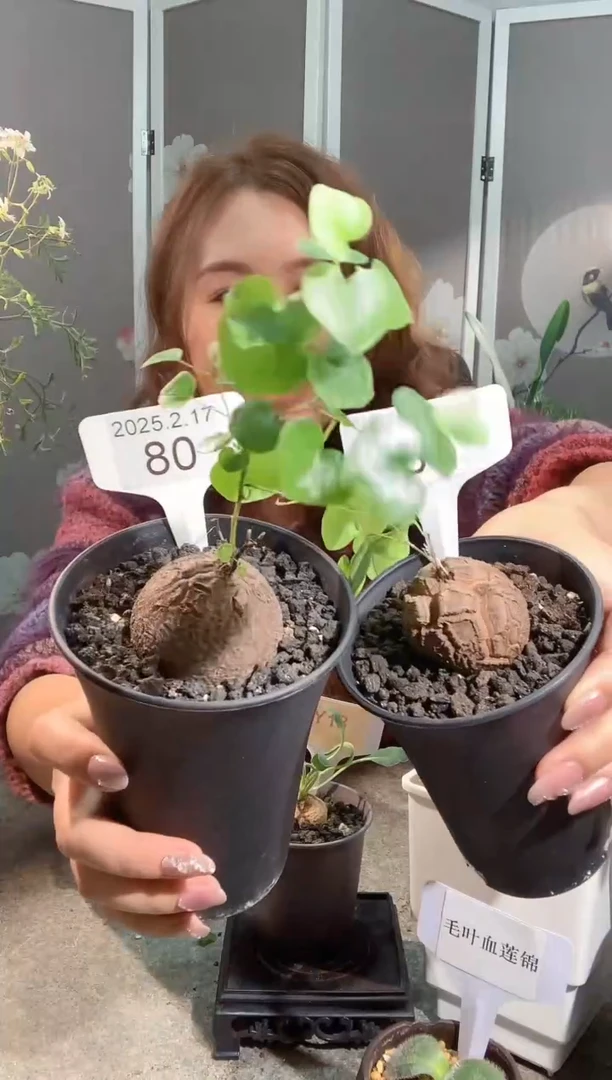 【闪购商品】南非龟甲龙2.17.80