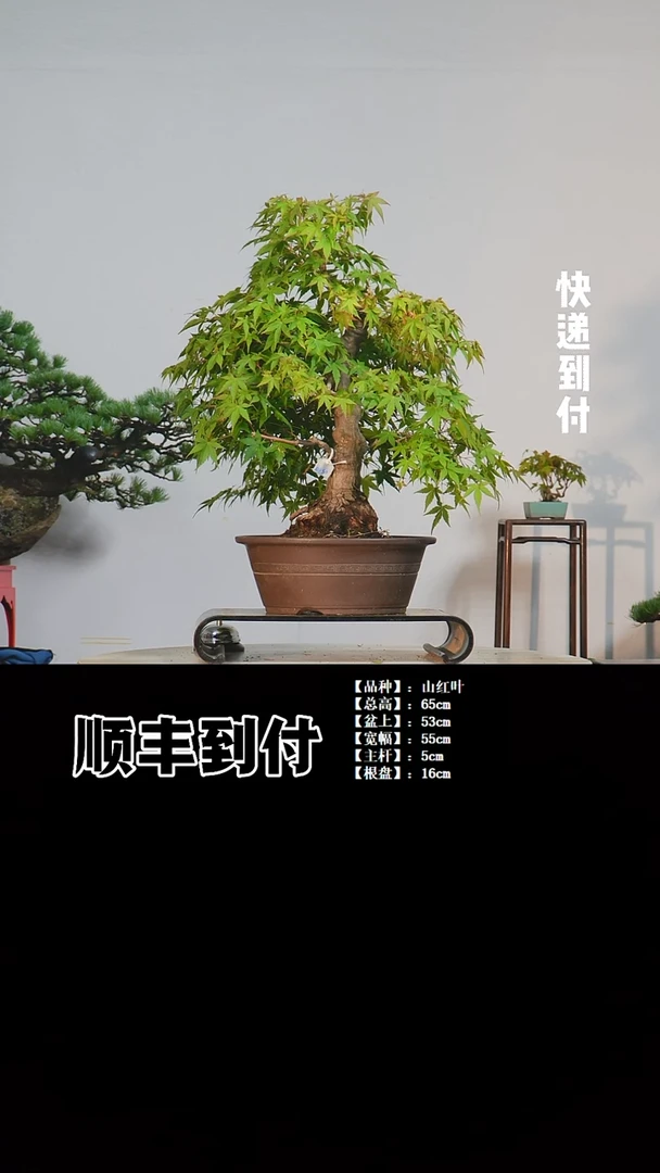 无花朵雨*b966山红叶 盆栽 不包邮