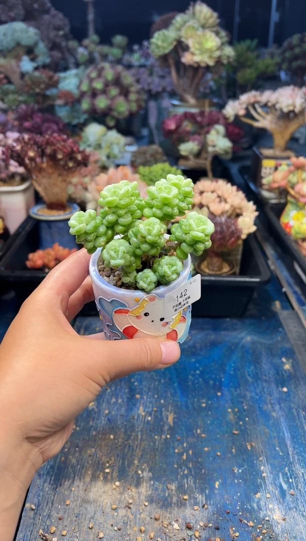 ￴*蔻143         花盆