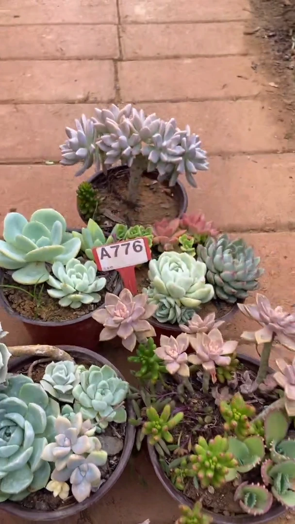 A776闪购清风花木兰多肉组合脱土发货