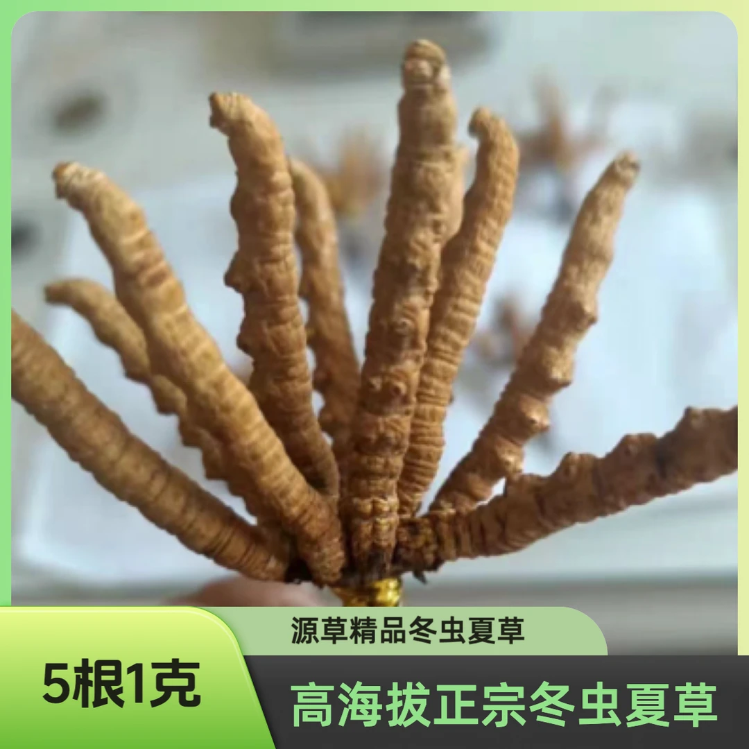 源草滋补专营店【5根一克】那曲玉树官方直营店 高海拔正宗冬虫