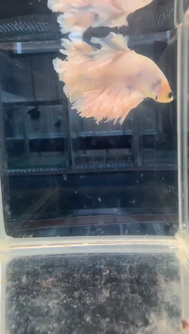 斗鱼斗鱼绣球大耳朵斗鱼豆豆眼
