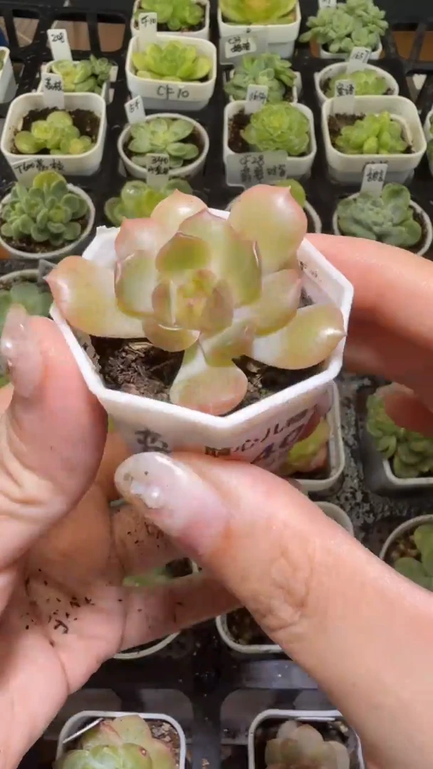 1403  红恋多肉植物