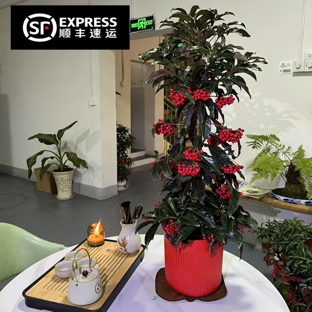 【顺丰送货上门】年宵花富贵籽高70-90公分罗马柱盆绿植带红果发货