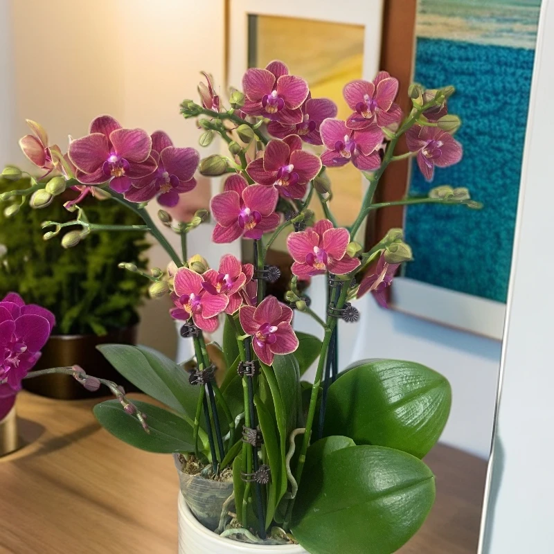 九仙嶂02【金边玲珑】拍2棵组陶瓷盆 精美高端蝴蝶兰室内花卉