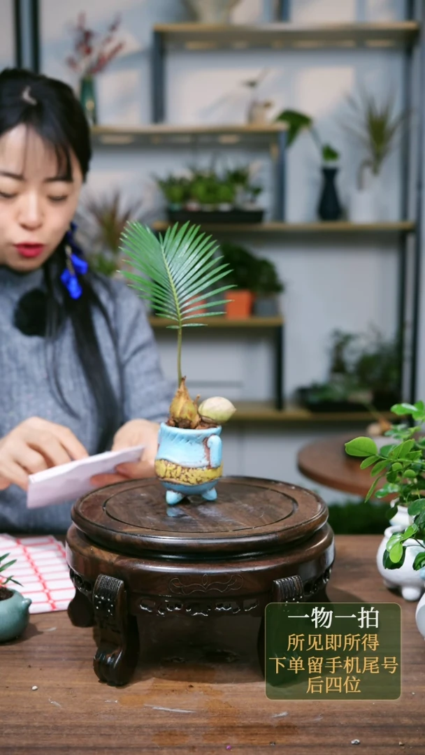 【闪购商品】190--2656铁树蓝